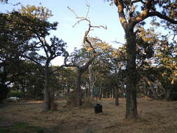 Image of Oregon white oak