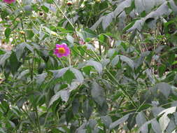 Image of Tree dahlia