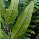 Image de Pteris insignis Mett. ex Kuhn