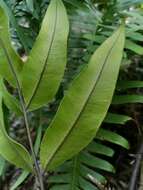 Image of Pteris insignis Mett. ex Kuhn