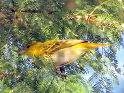 Ploceus intermedius cabanisii (Peters & W 1868) resmi