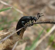 Image of Meloe (Meloe) dianella Pinto & Selander 1970