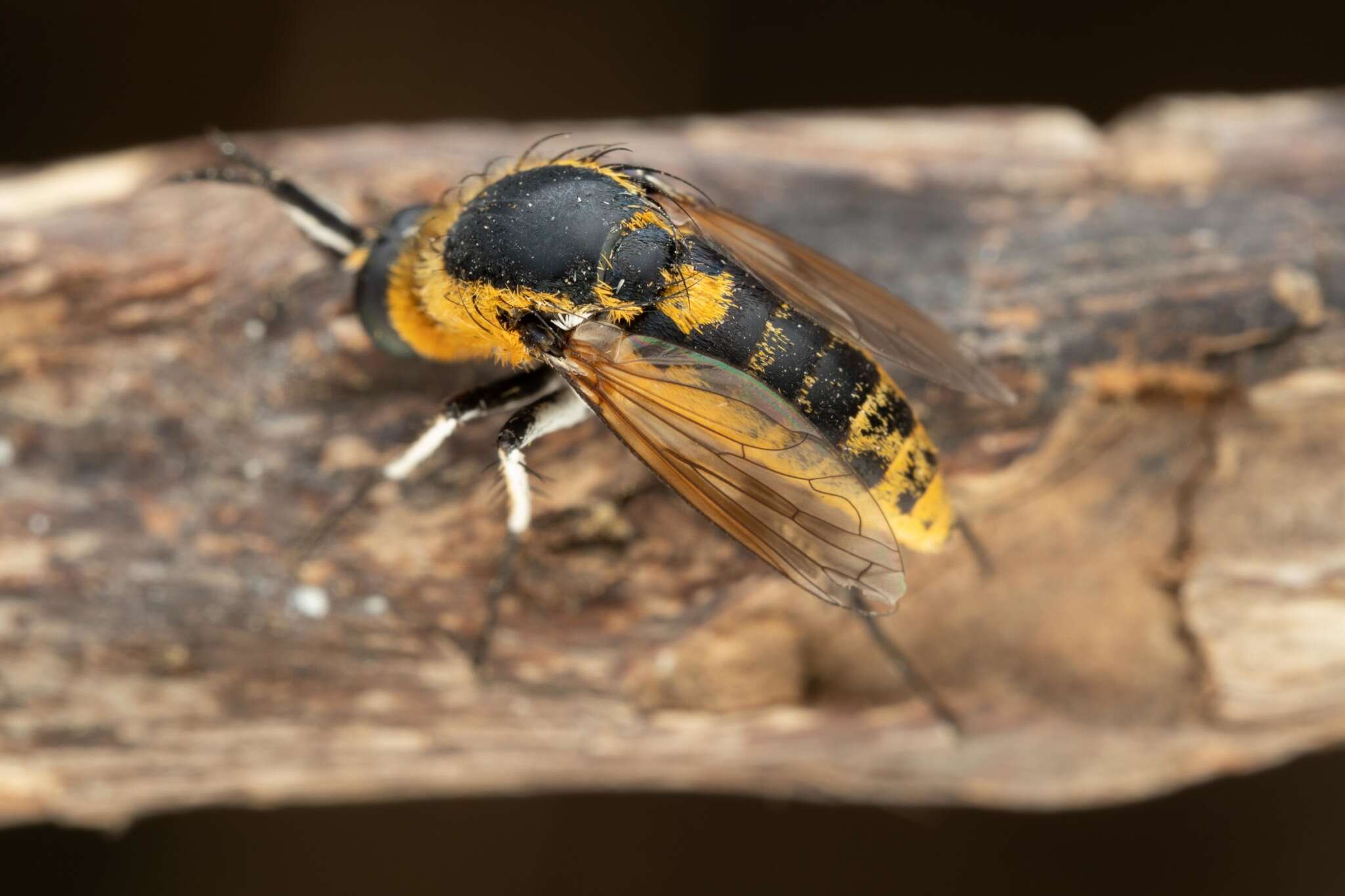 Image of Toxophora fasciculata (Villers 1789)