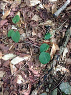 Image of roundleaf yellow violet