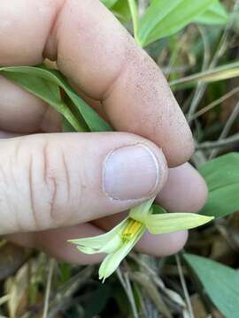 Image of Florida Bellwort