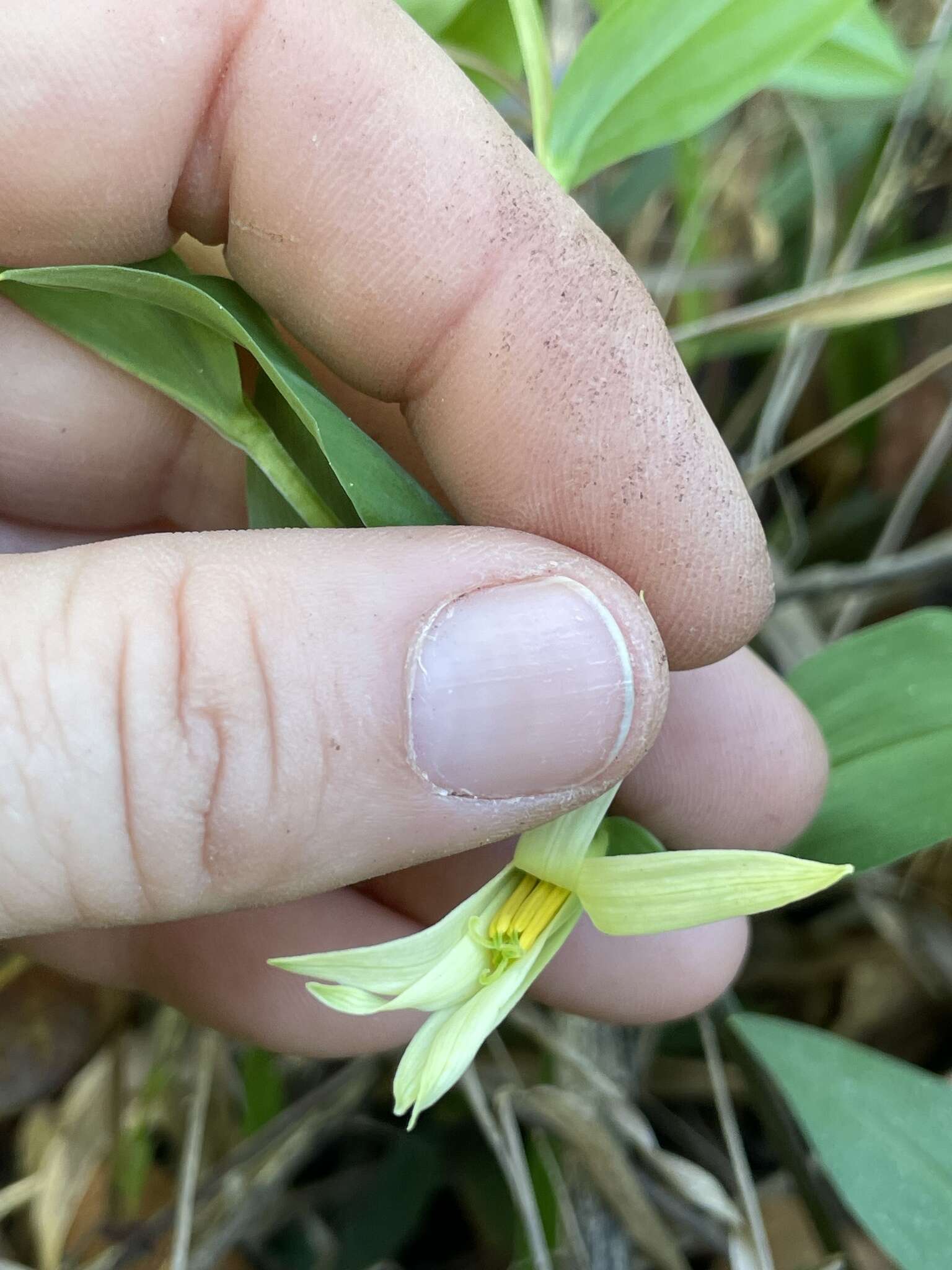 Image of Florida Bellwort