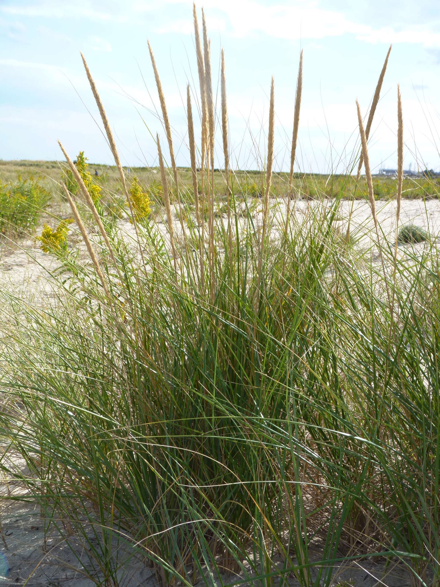 Image of American beachgrass