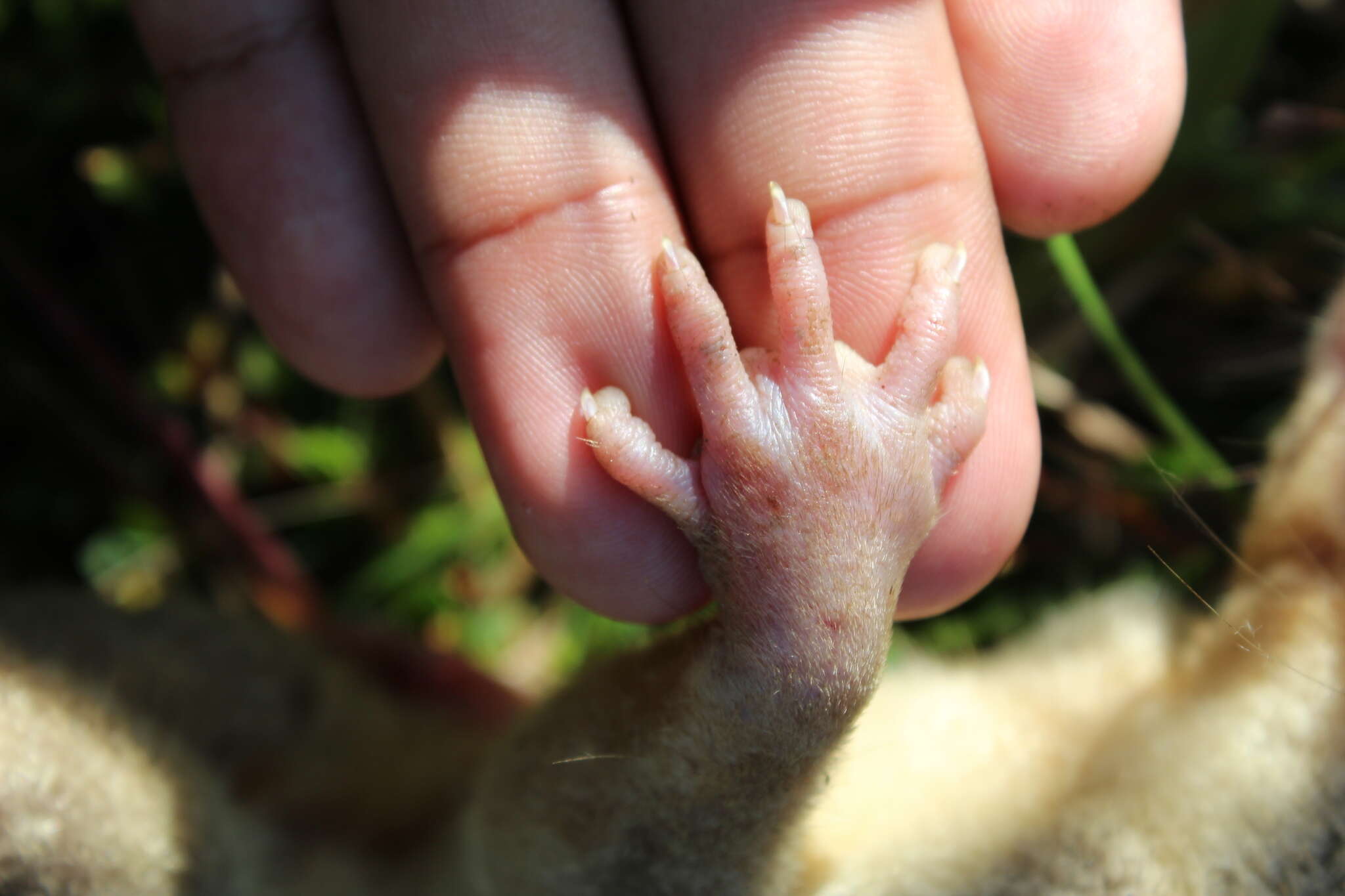 Image of Gray and black four-eyed opossum