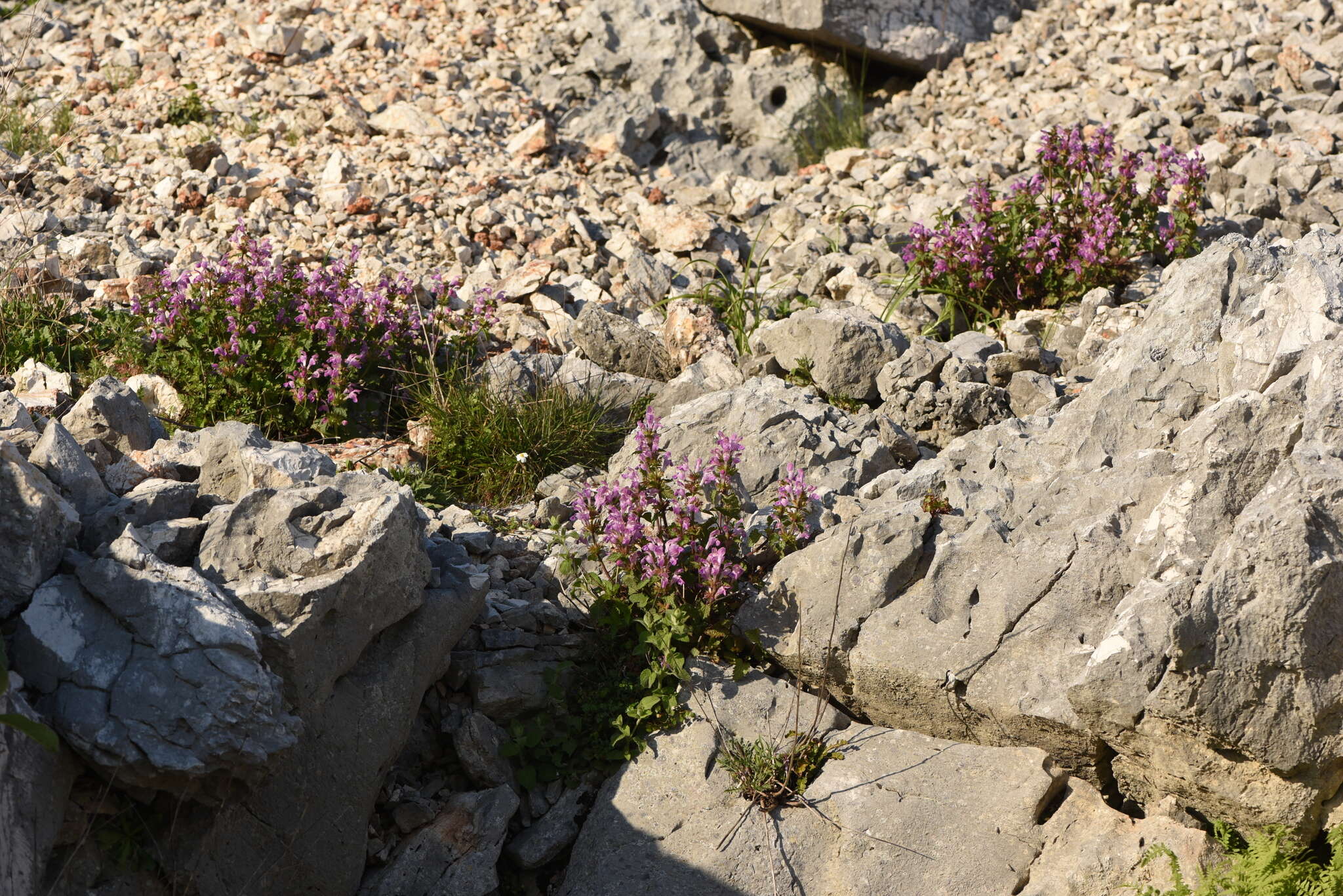 Слика од Lamium garganicum subsp. striatum (Sm.) Hayek