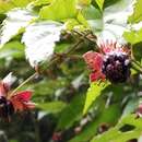 Image of Rubus swinhoei Hance