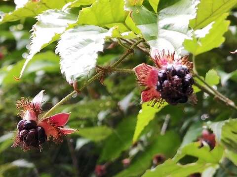 Image of Rubus swinhoei Hance