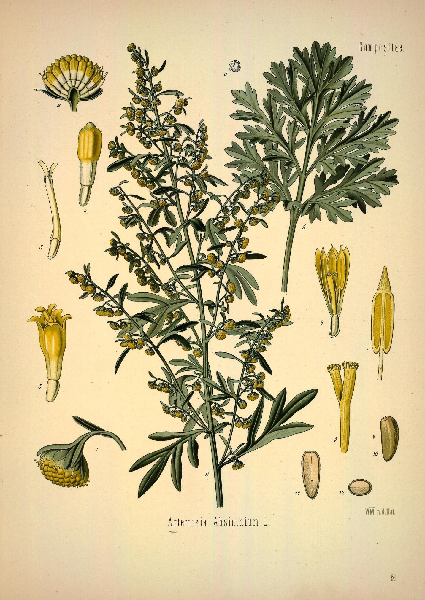 Artemisia absinthium (rights holder: Biodiversity Heritage Library)