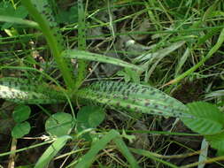 Image de Dactylorhiza maculata subsp. ericetorum (E. F. Linton) P. F. Hunt & Summerh.