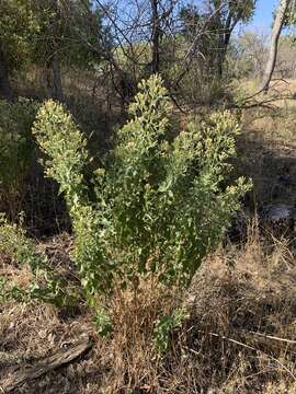 Image de Brickellia floribunda A. Gray