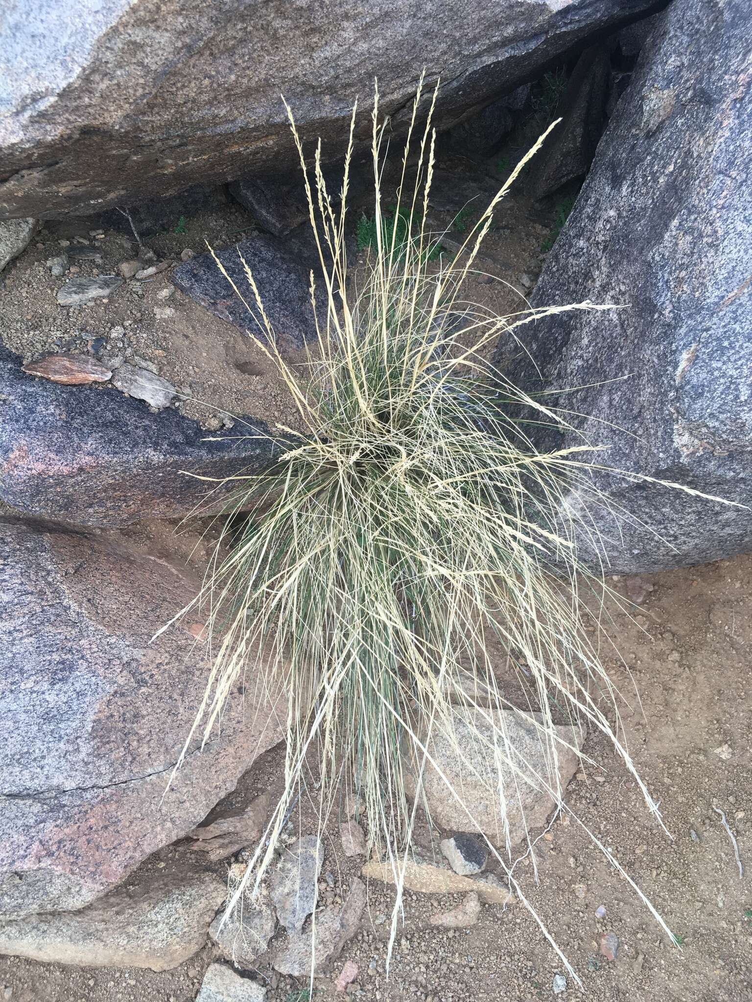 Plancia ëd Pappostipa speciosa (Trin. & Rupr.) Romasch.