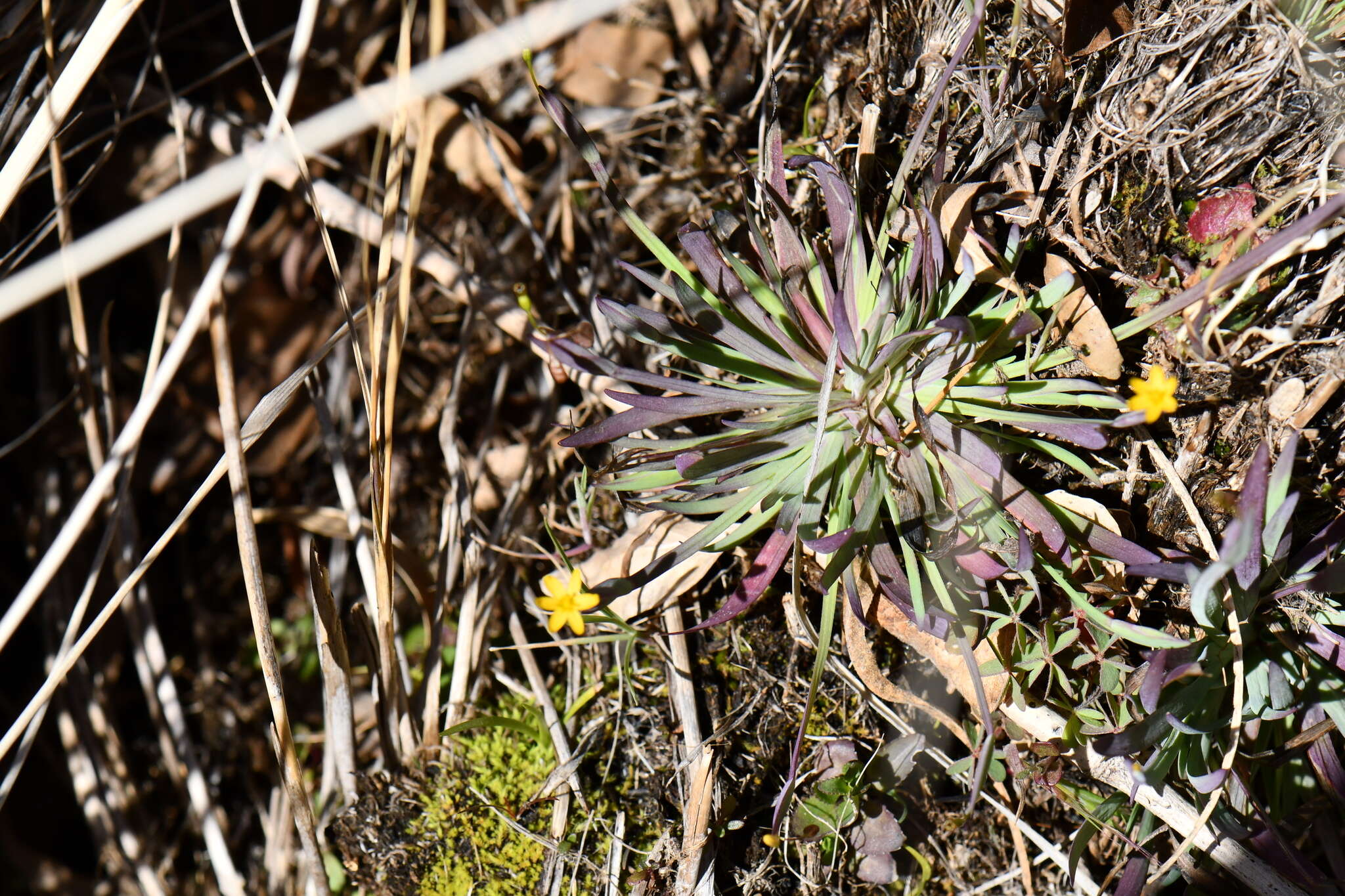 Image of Nodding Blue-Eyed-Grass