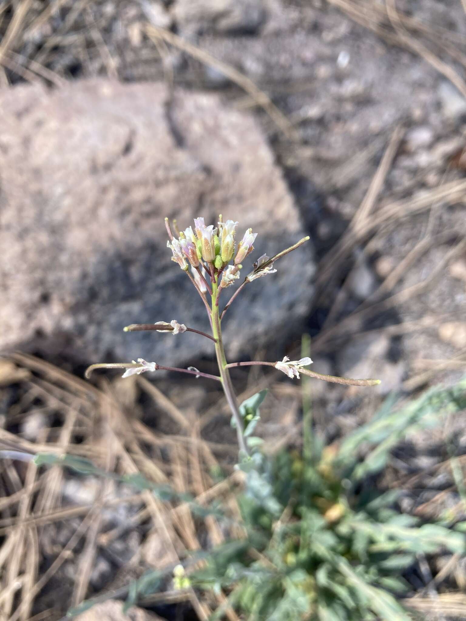 Image of Fendler's rockcress