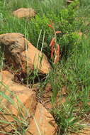 Aloe kniphofioides Baker resmi