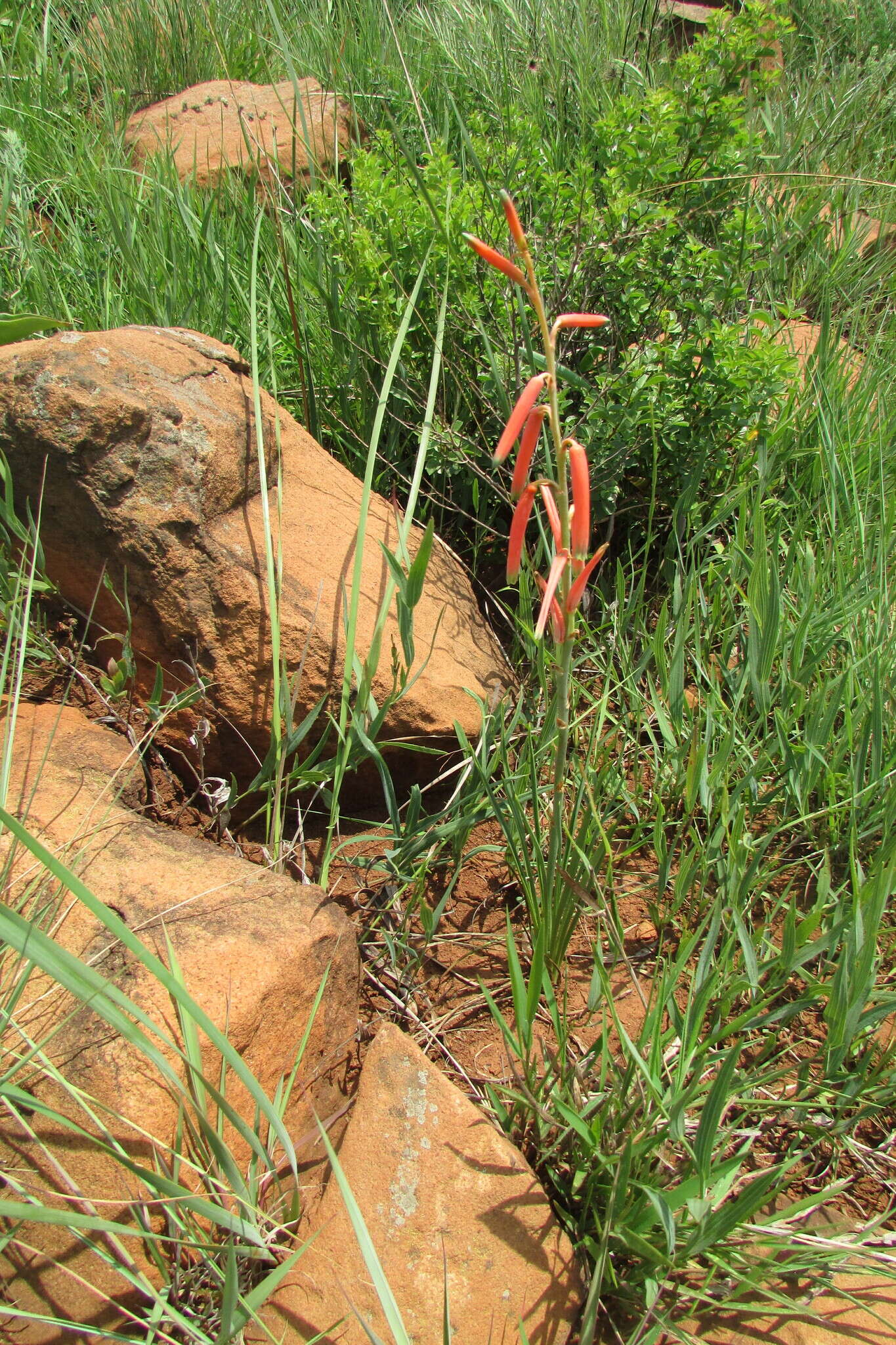 Aloe kniphofioides Baker resmi