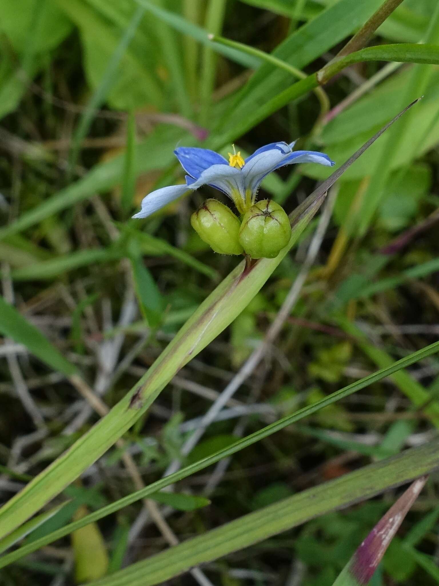 Sisyrinchium bermudiana L.的圖片