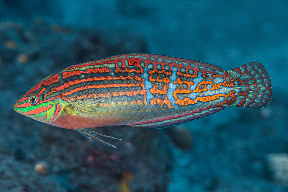 Image of Adorned wrasse