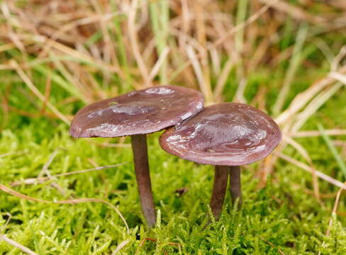 Image of Thaxterogaster submagellanicus (Gasparini) Niskanen & Liimat.