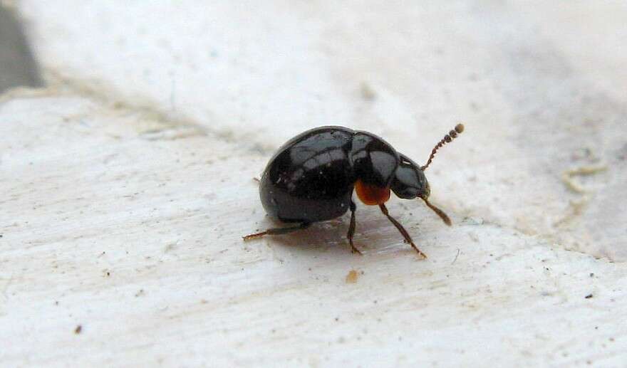 Image of Agathidium (Cyphoceble) nigrinum Sturm 1807