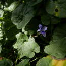 Sivun Viola anagae A. Gilli kuva