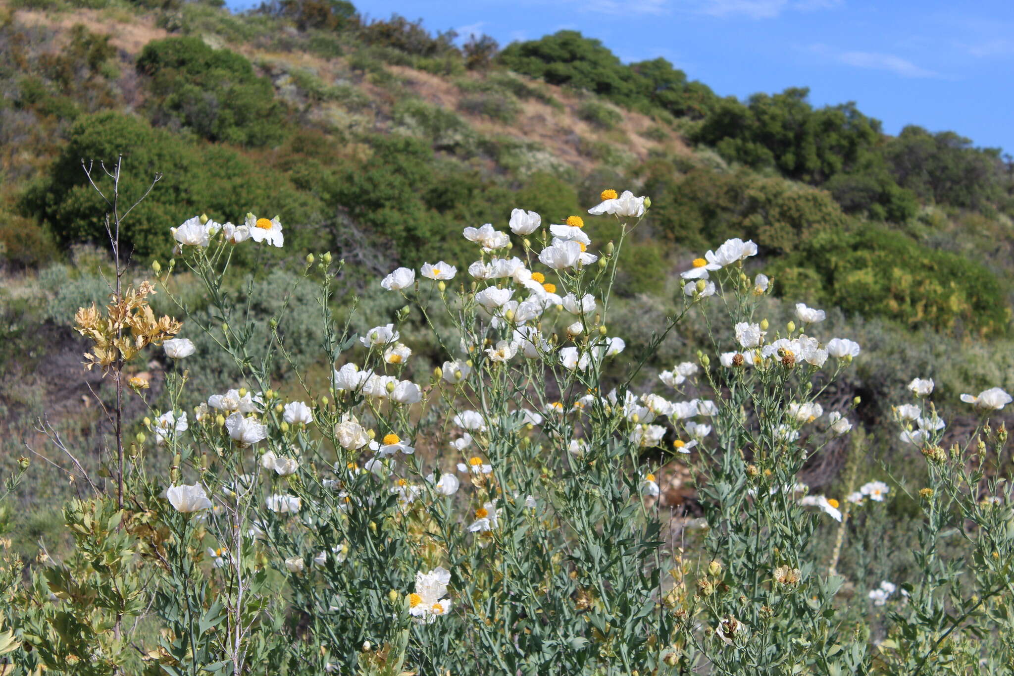 صورة Romneya coulteri Harv.