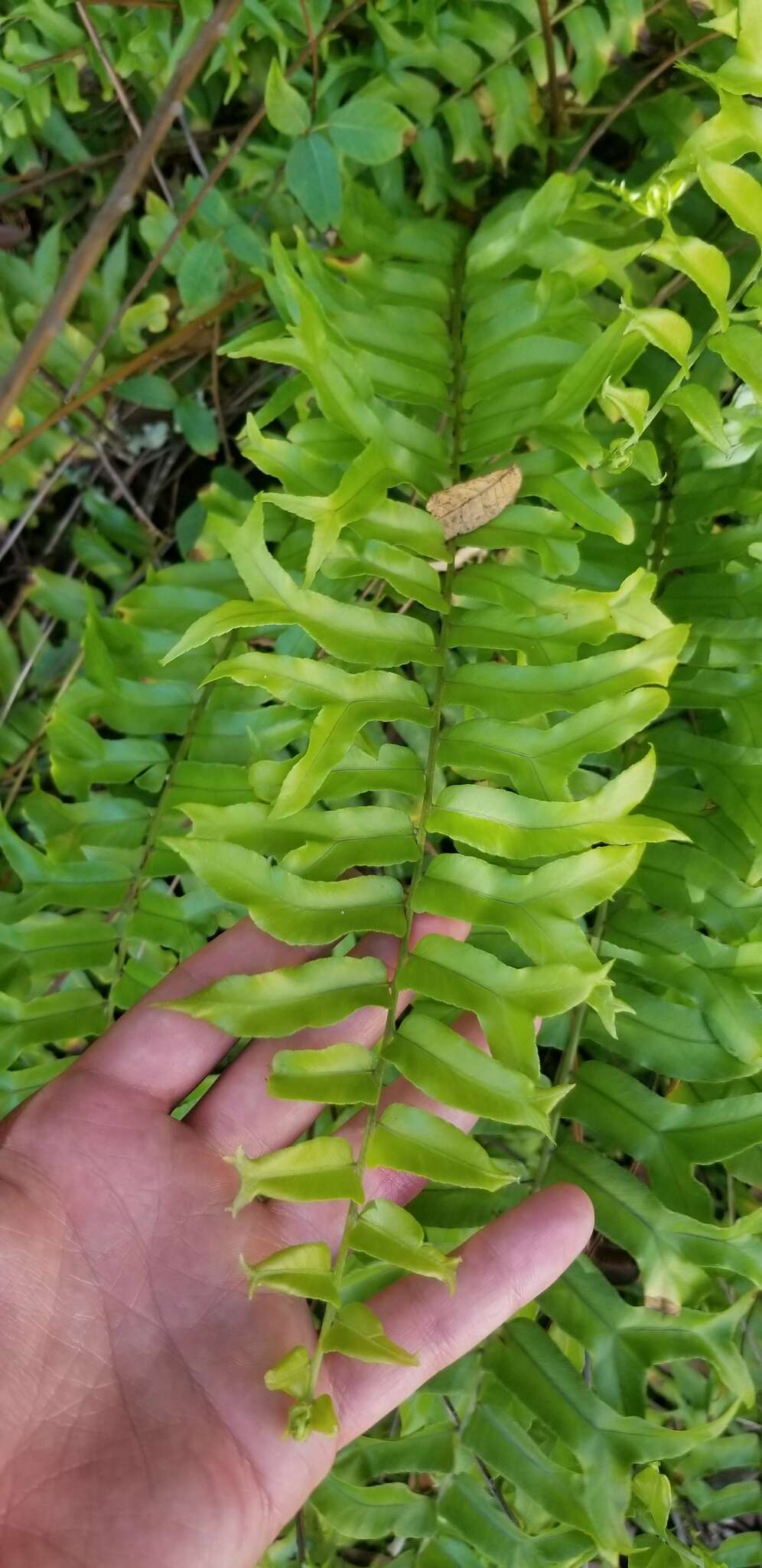 Image of Fish-Tail Sword Fern