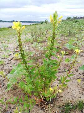 Oenothera rubricaulis Klebahn resmi