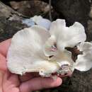 Plancia ëd Pleurotus albidus (Berk.) Pegler 1983