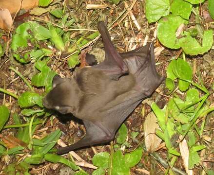 Image of African Yellow Bat