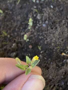 Image of Short-Flower Monkey-Flower