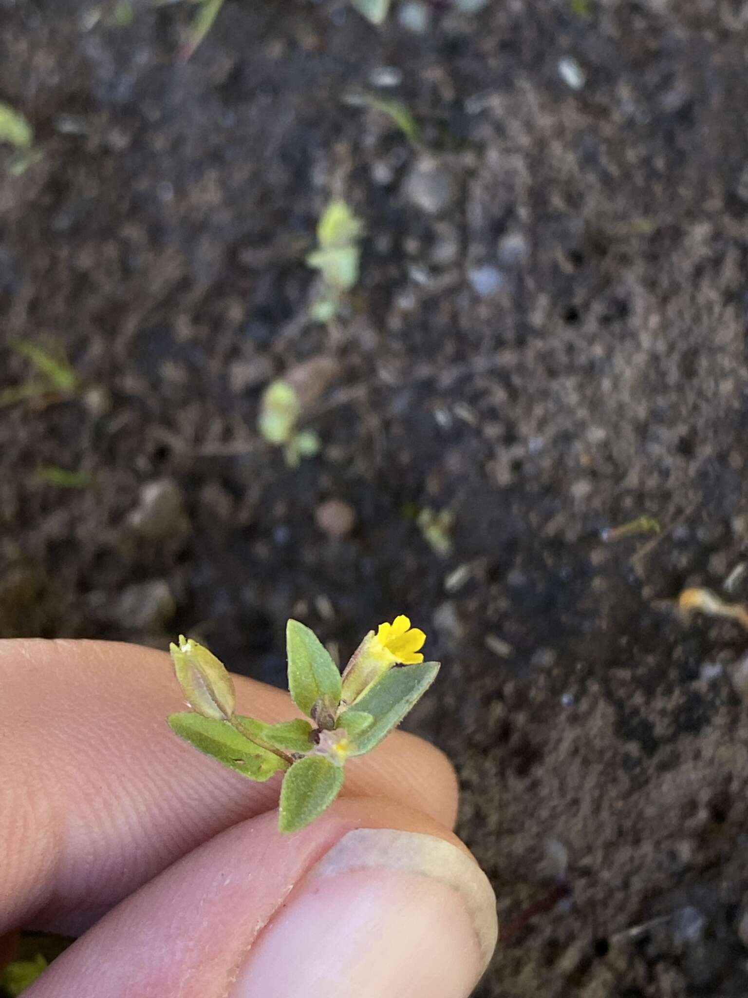 Plancia ëd Erythranthe breviflora (Piper) G. L. Nesom