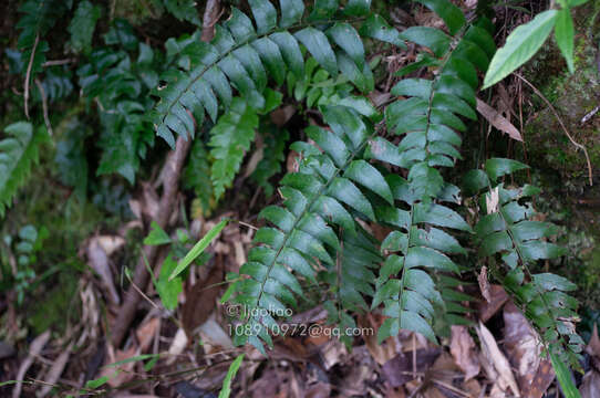 Image of Polystichum balansae Christ