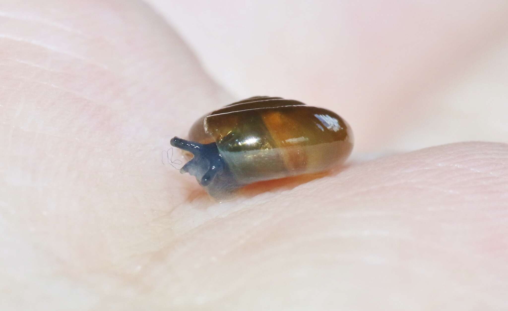 Image of Cellar glass-snail