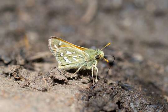 Image of Nevada Skipper