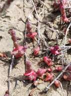 Sivun Salicornia ramosissima J. Woods kuva