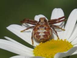 Image of Xysticus punctatus Keyserling 1880