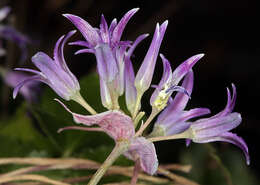 Image of Abrams' allium