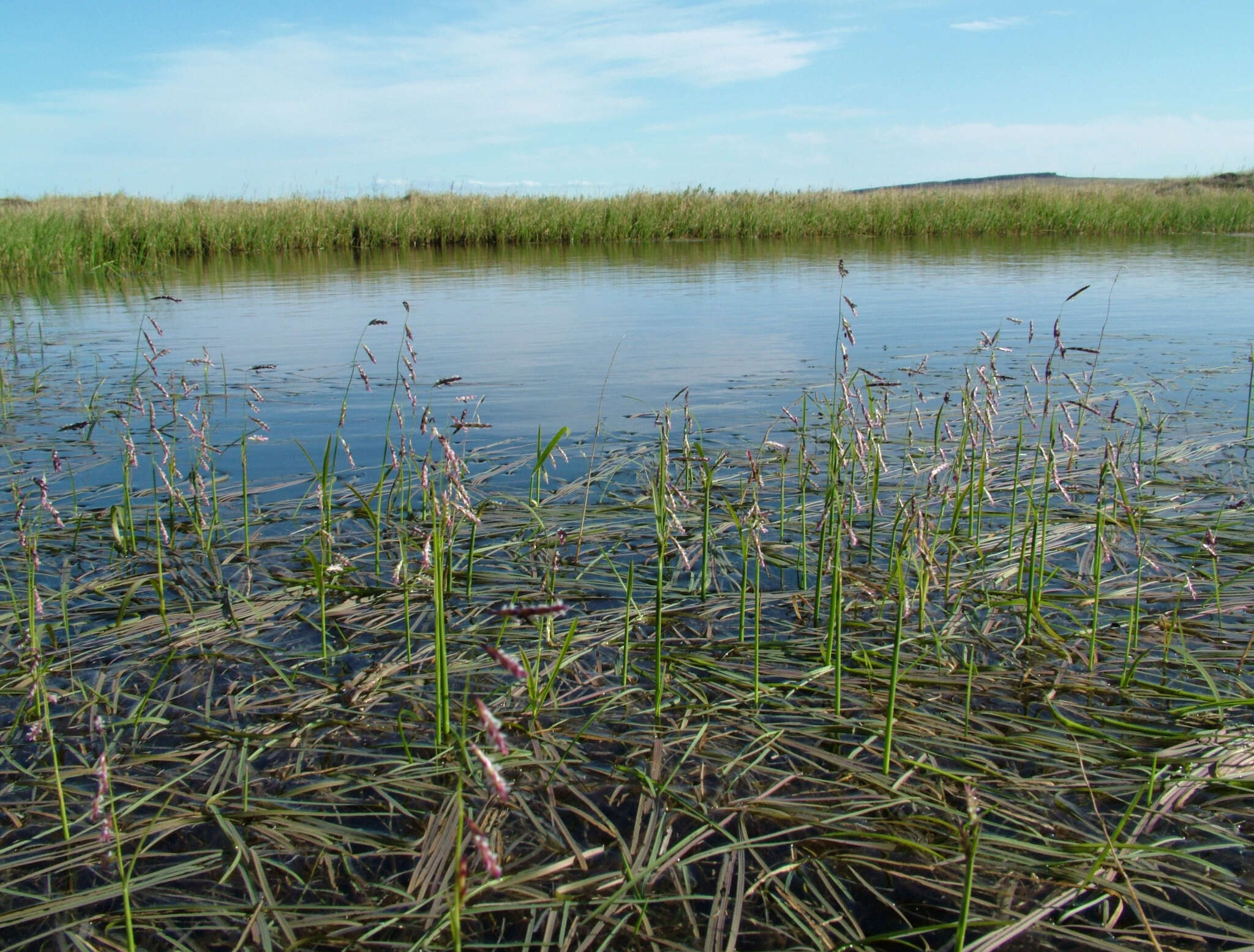 Image of false semaphoregrass