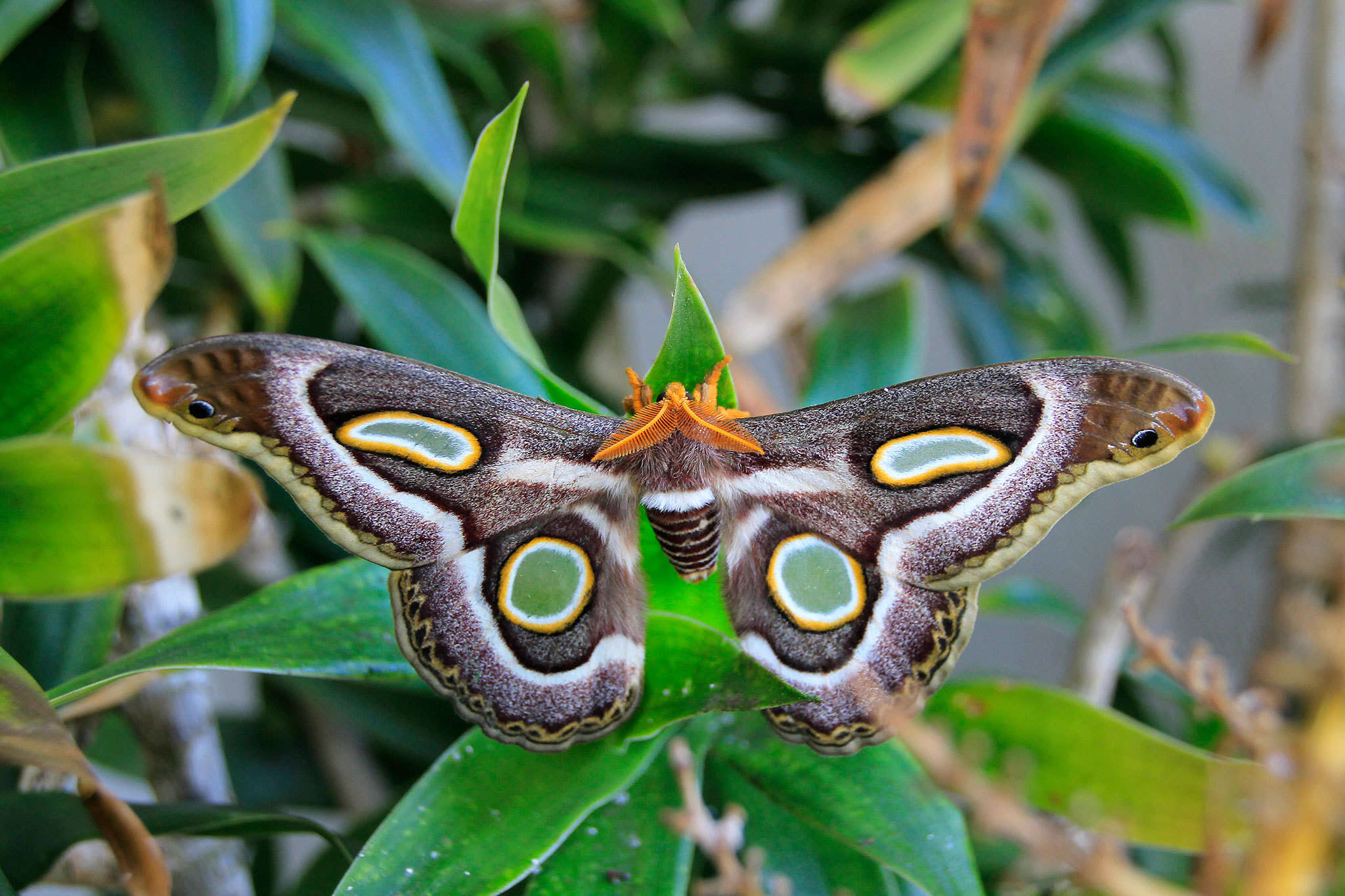 Image of Epiphora mythimnia (Westwood 1849)