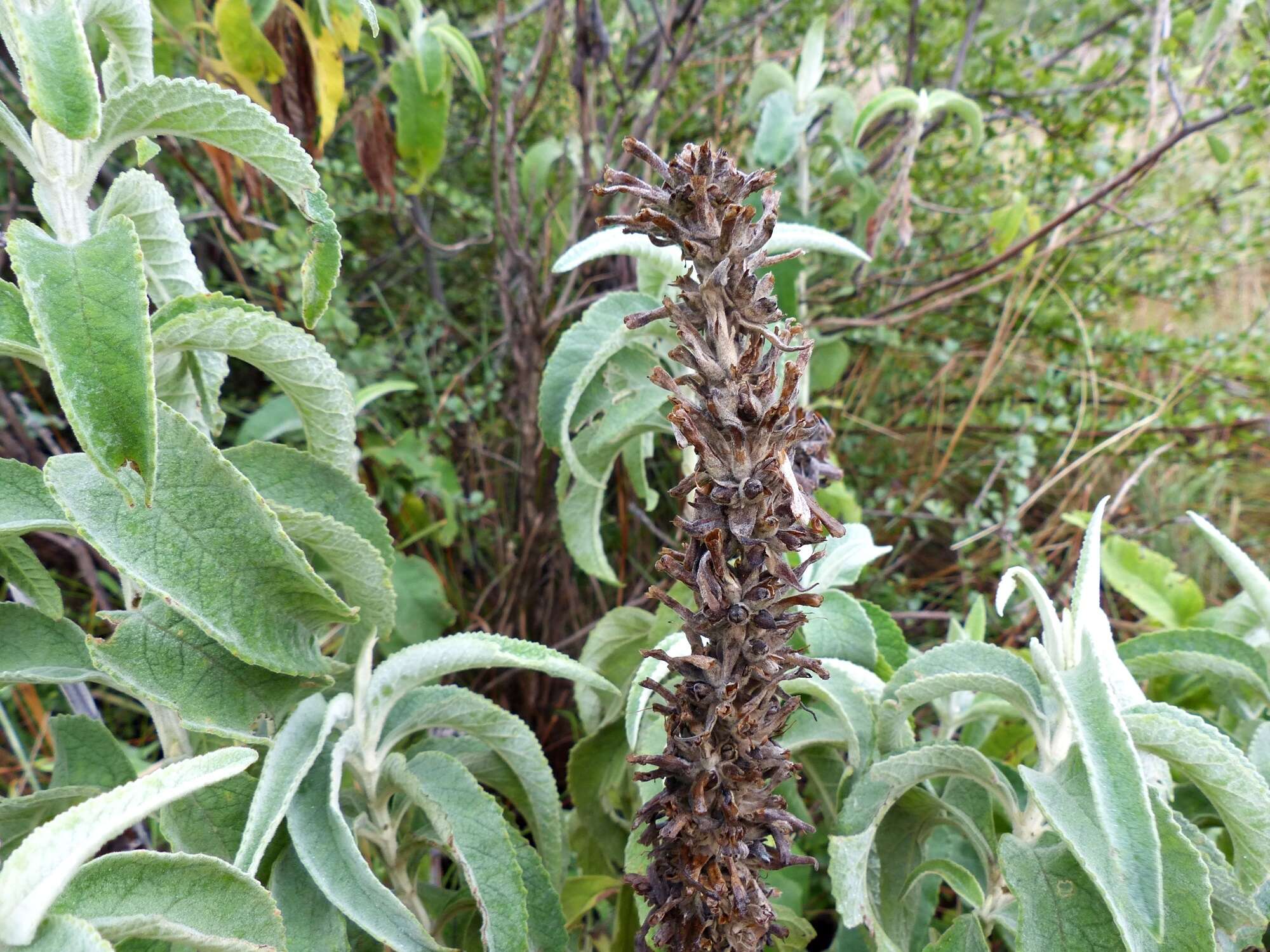 Image of Buddleja tubiflora Benth.