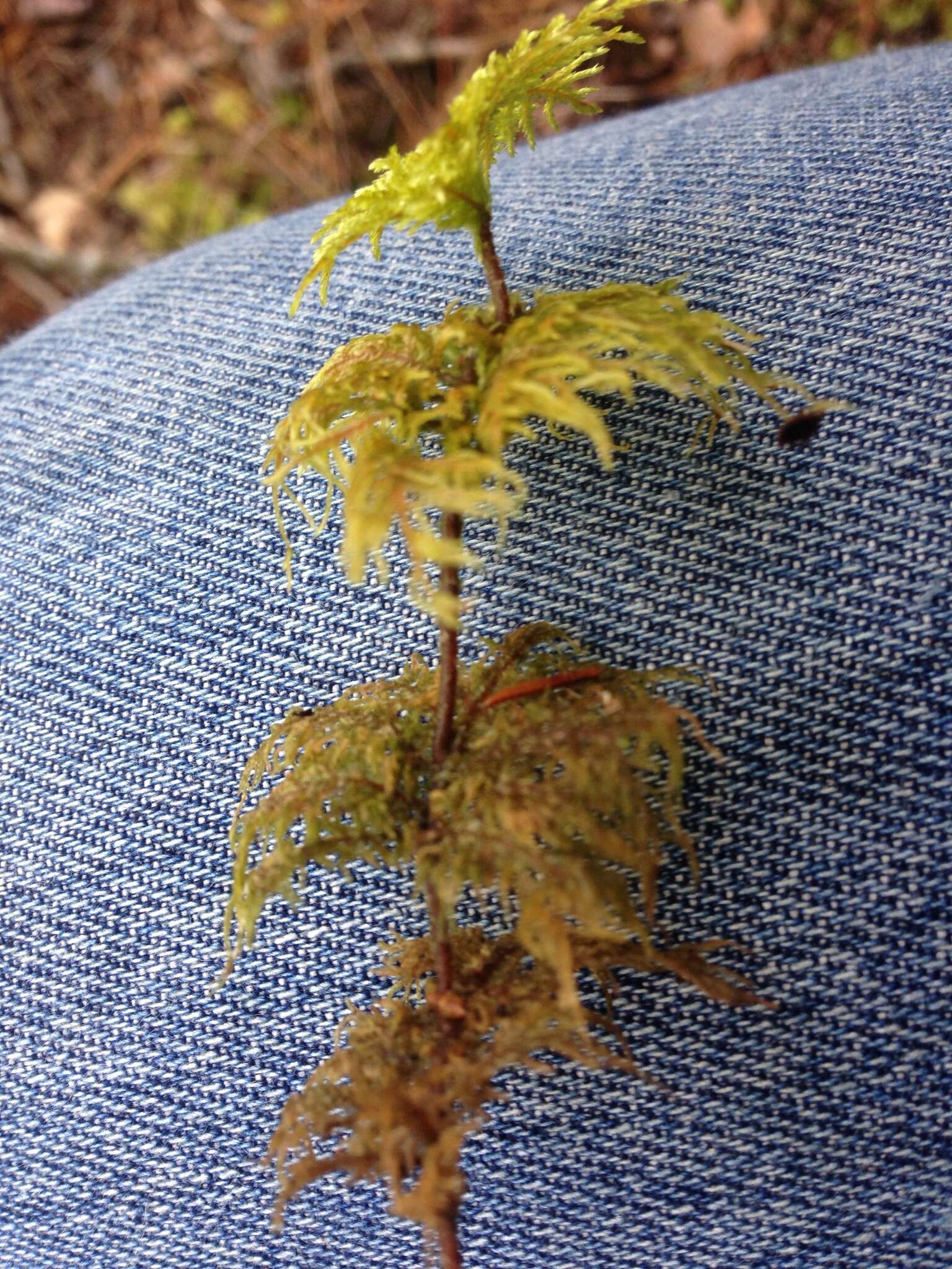 Image of hylocomium feather moss