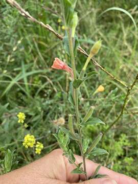 Plancia ëd Oenothera indecora Camb.