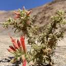 Image of Malesherbia ardens Macbride