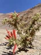 Image of Malesherbia ardens Macbride