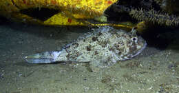 İskorpit balığı resmi