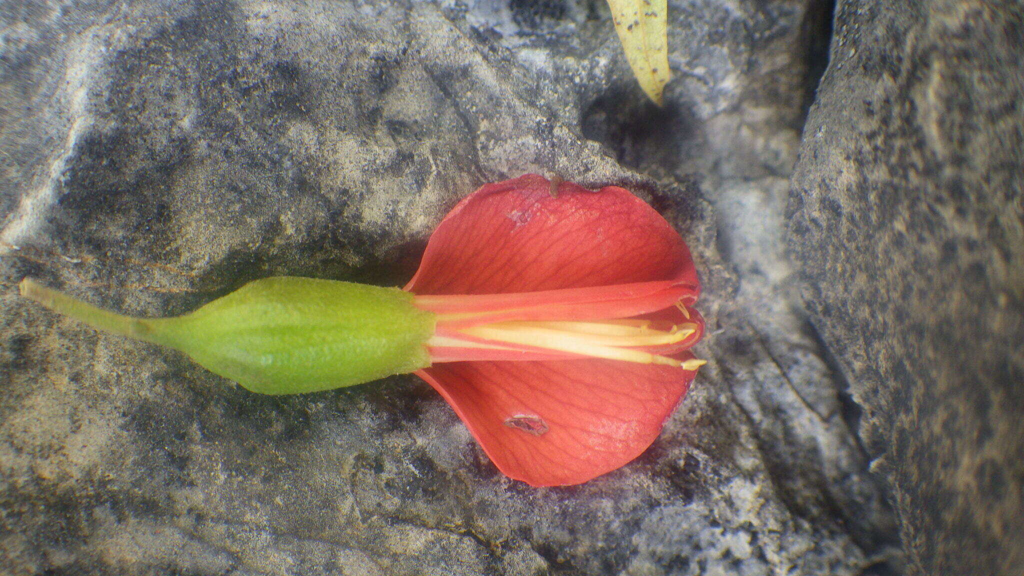 Image of Neoharmsia baronii (Drake) M. Peltier